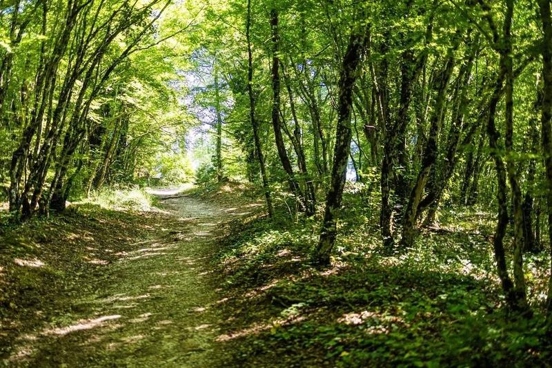 Солнечная лесная тропа